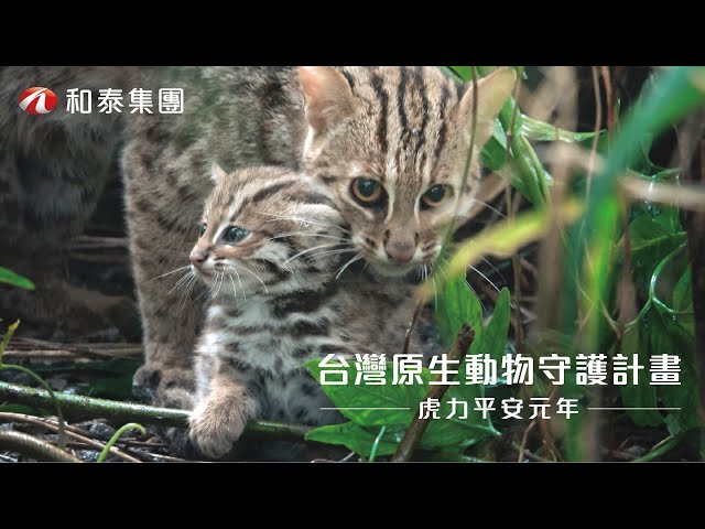 大自然媽媽｜和泰集團 台灣原生動物守護計畫〈虎力平安元年〉