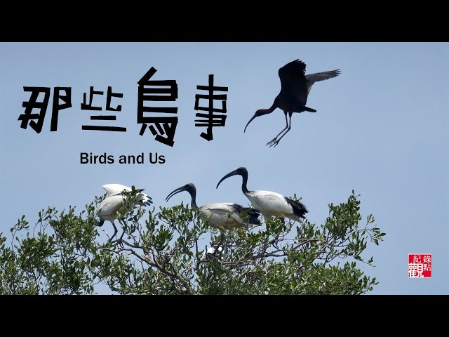 《那些鳥事》Birds and Us